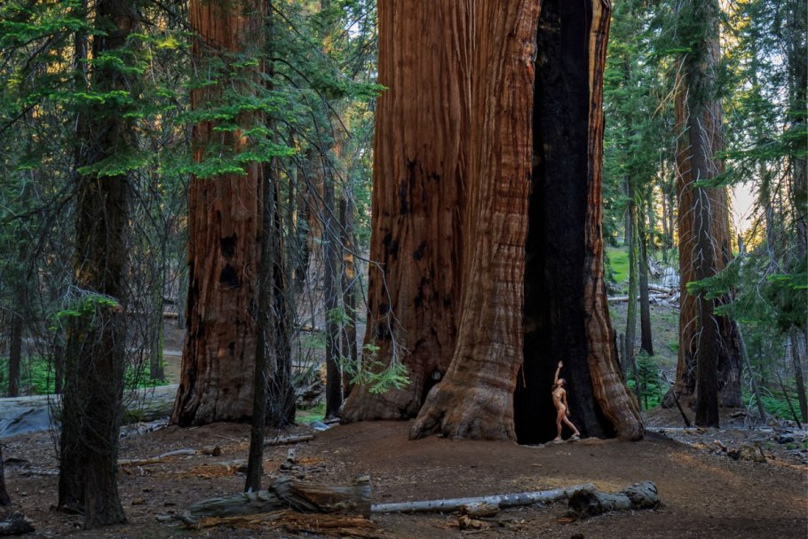 Национальный парк Yosemite; парк Секвойя