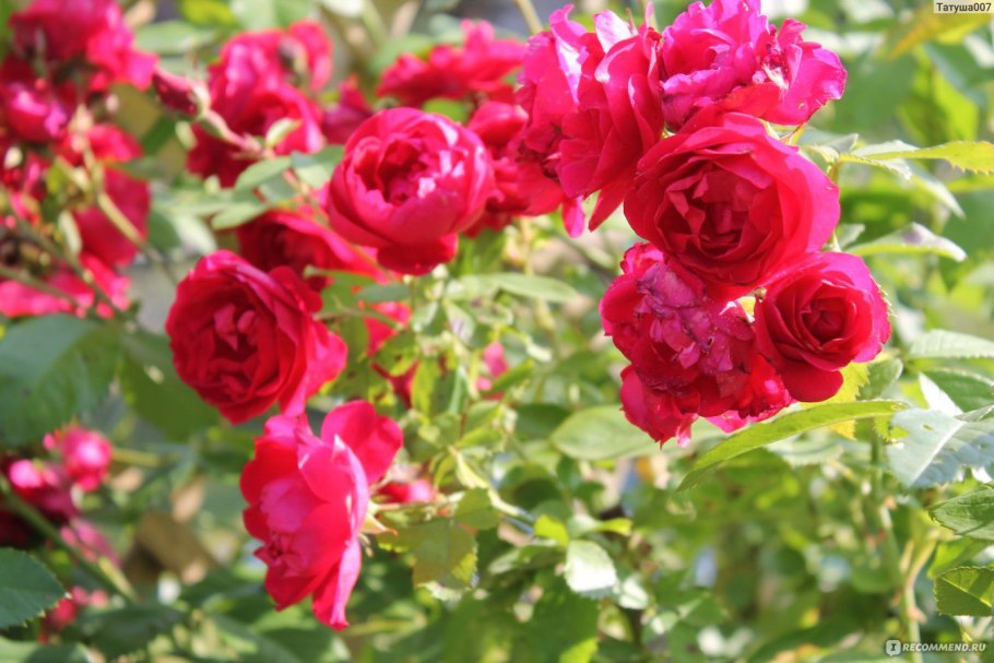 Роза Бельканто плетистая