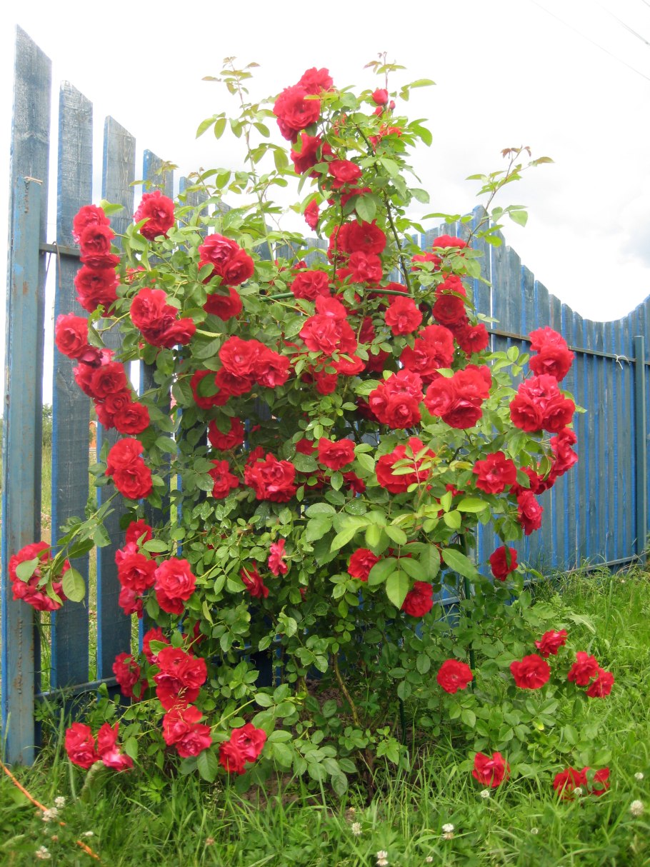 Роза плетистая «Фламентанц» (Flammentanz)