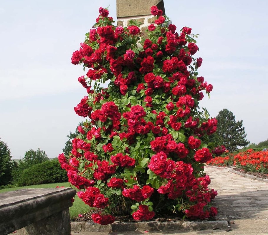 Роза Фламентанц бутон