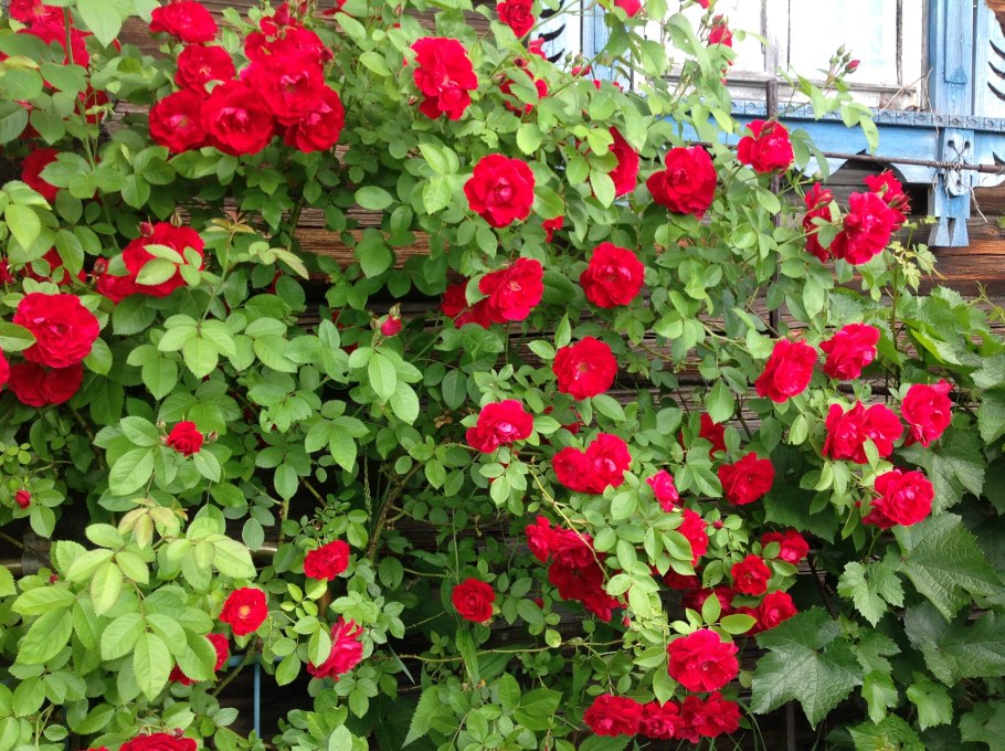 Фламентанц плетистая роза