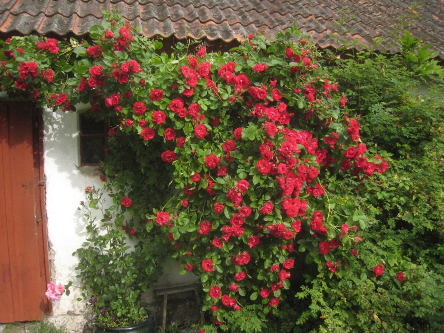 Флорентина клаймбер роза