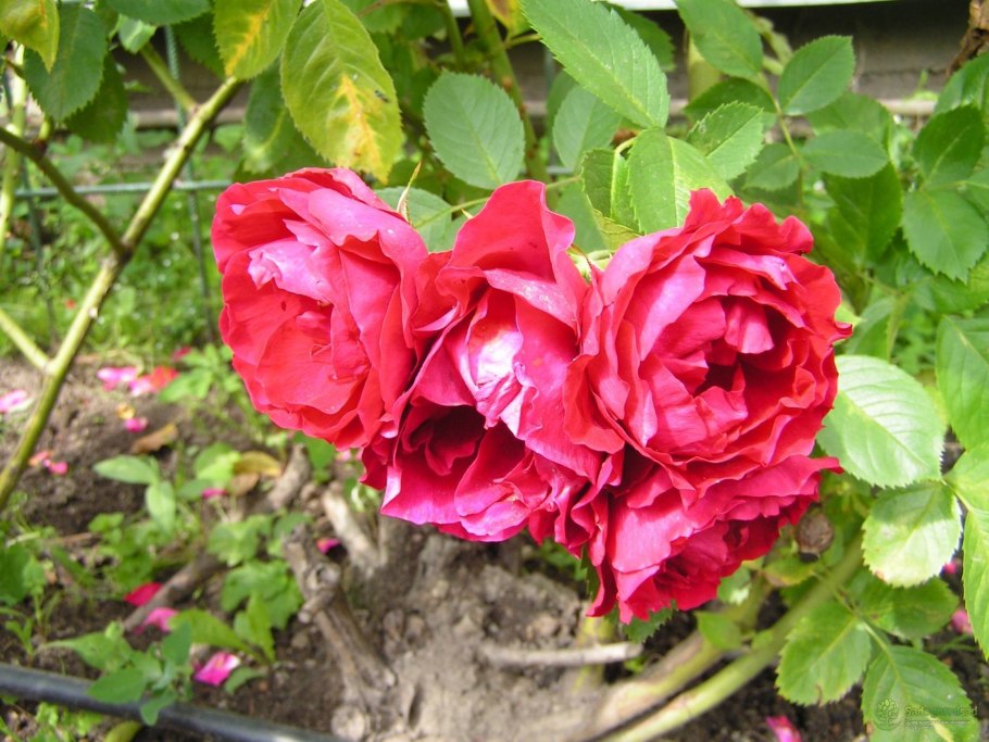 Роза Flammentanz Фламментанц