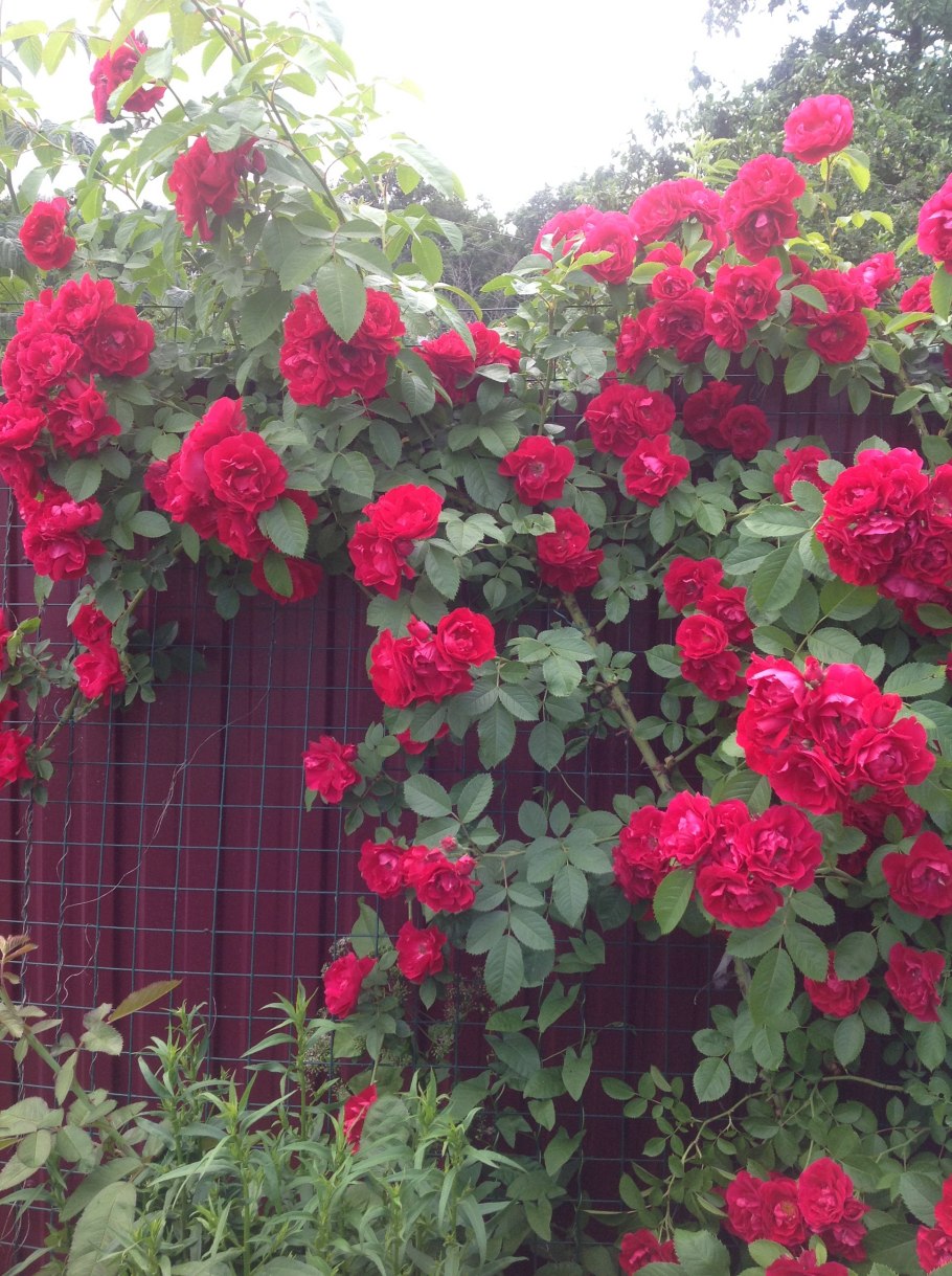 Фламентанц плетистая роза