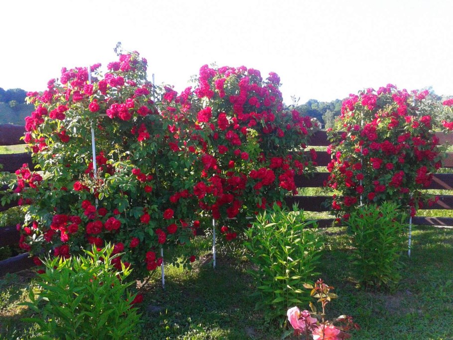 Роза плетистая Пауль Скарлет Клайминг