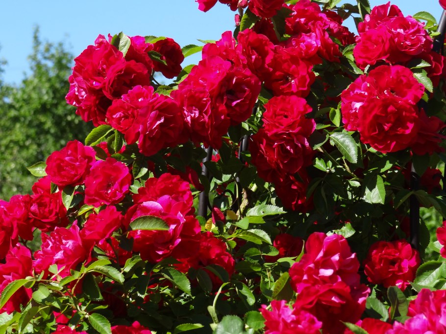 Компаньоны к Розе Фламентанц