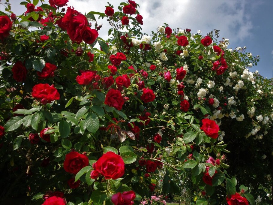 Роза антик плетистая