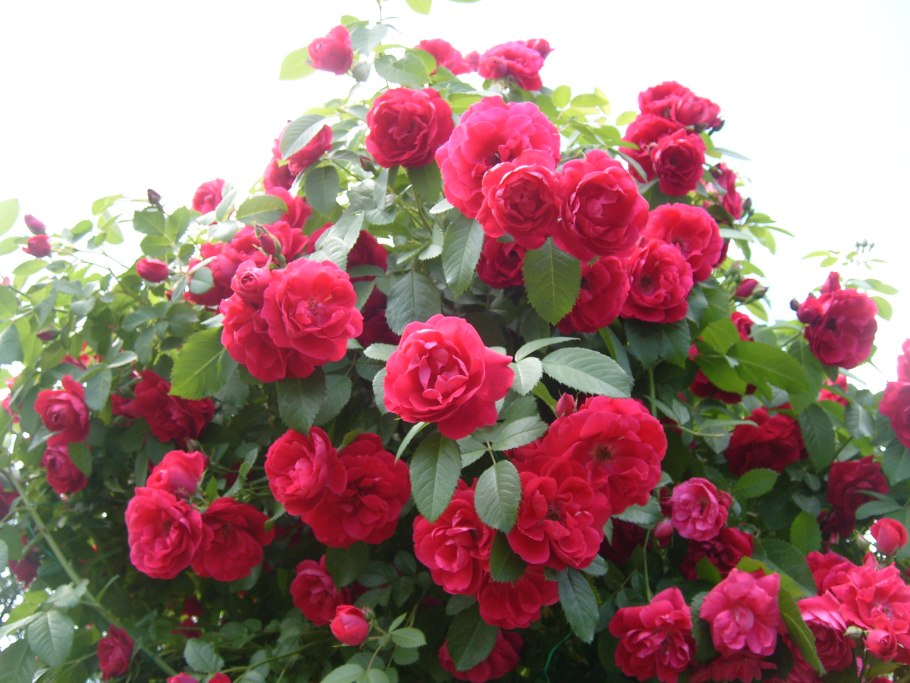 Роза Flammentanz Фламментанц