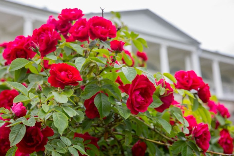 Роза Flammentanz Фламментанц