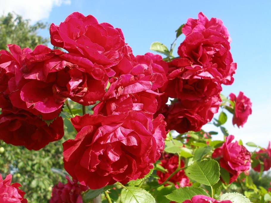 Фламентанц плетистая роза