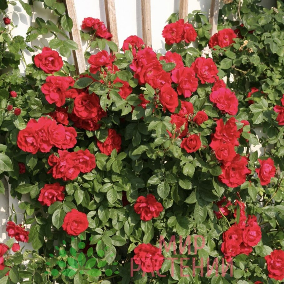 Розы плетистые Фламентанц