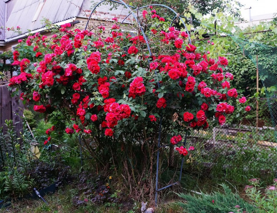 Роза Фламентанц на штамбе