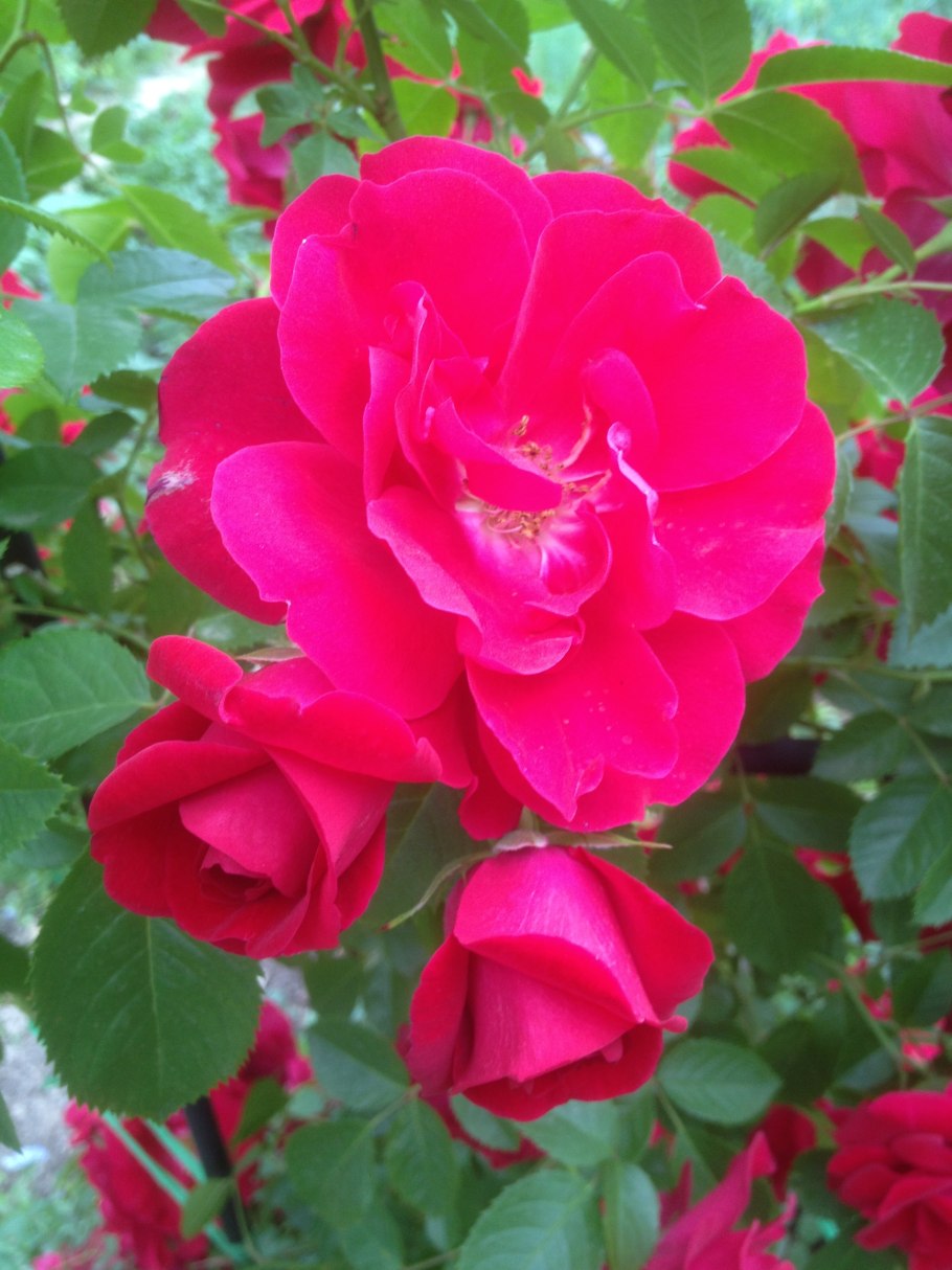 Фламентанц плетистая роза