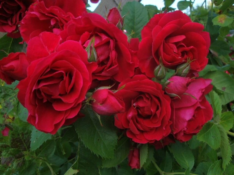 Роза канадская 'Flammentanz'