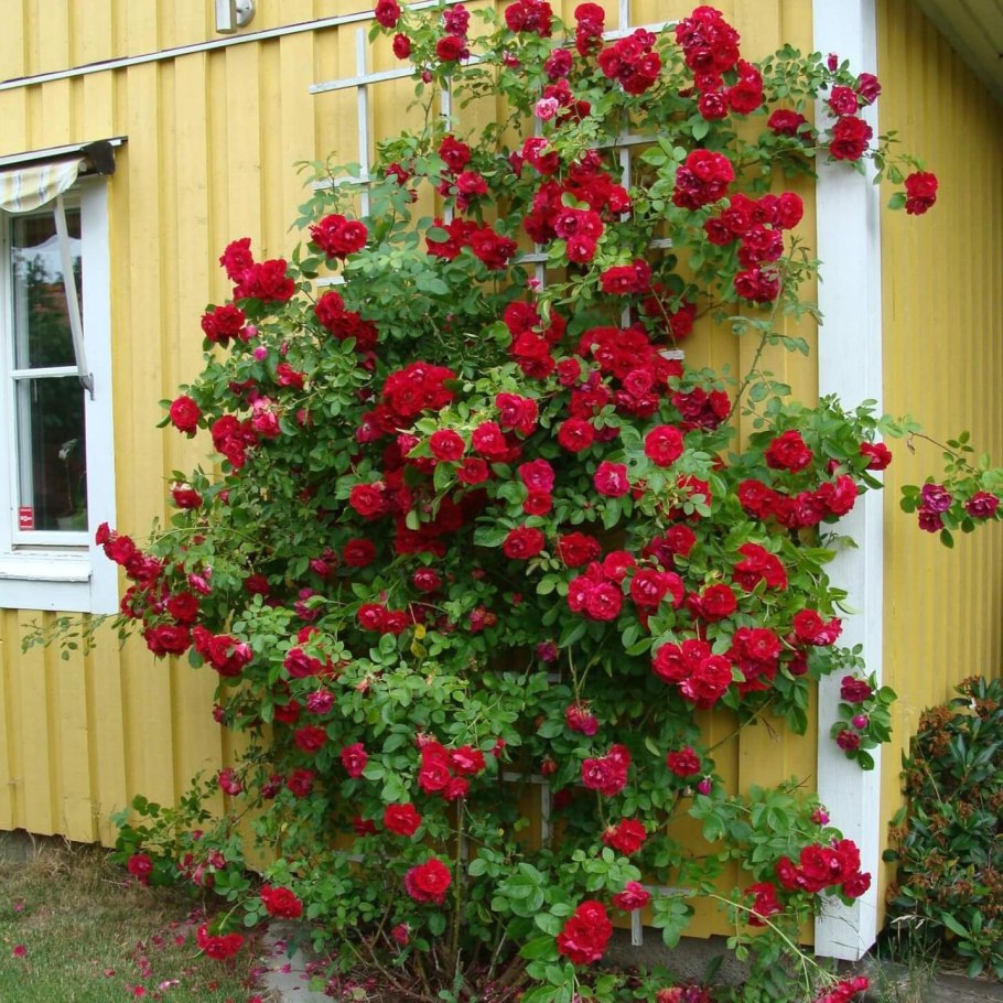 Роза плетистая Фламментанц