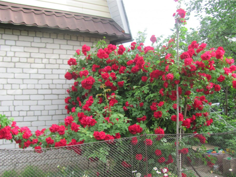 Flammentanz роза