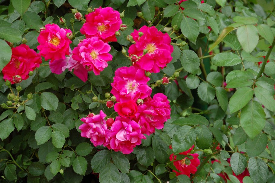 Розы плетистые Фламентанц