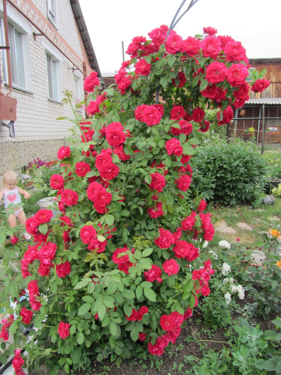 Фламентанц плетистая роза