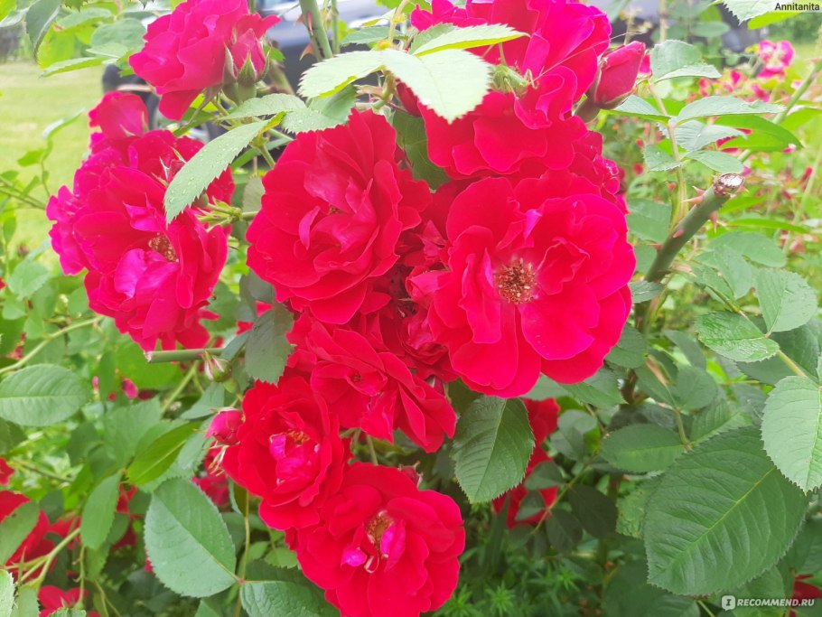 Flammentanz роза