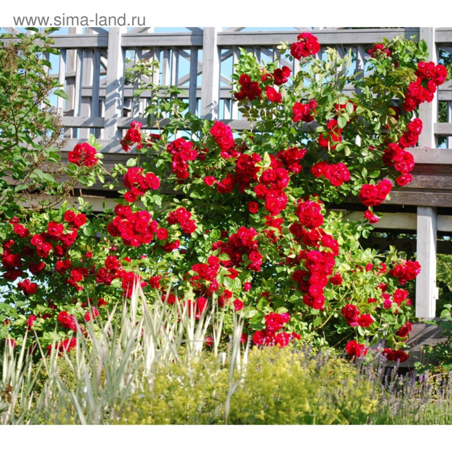 Роза канадская Фламентанц