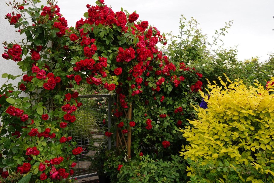 Роза Амадеус Amadeus плетистая