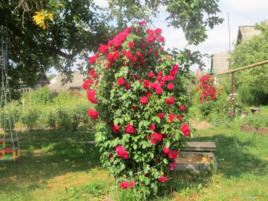 Роза плетистая красная Фламентанц