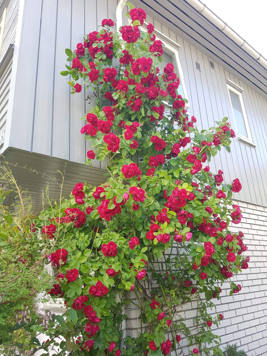 Роза плетистая красная Фламентанц