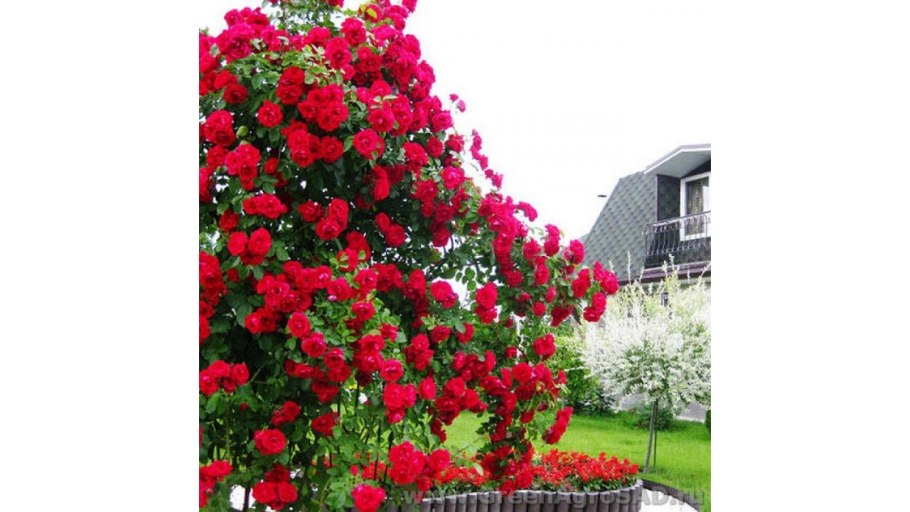 Роза Ассоль плетистая