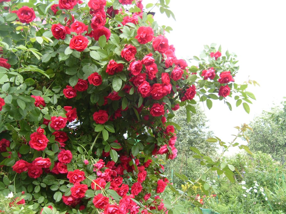 Листья розы Фламентанц