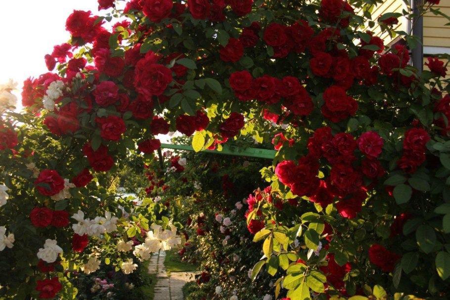 Amadeus роза плетистая