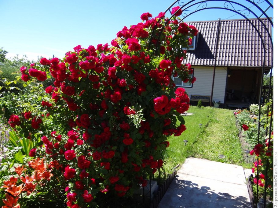 Роза плетистая красный Маяк