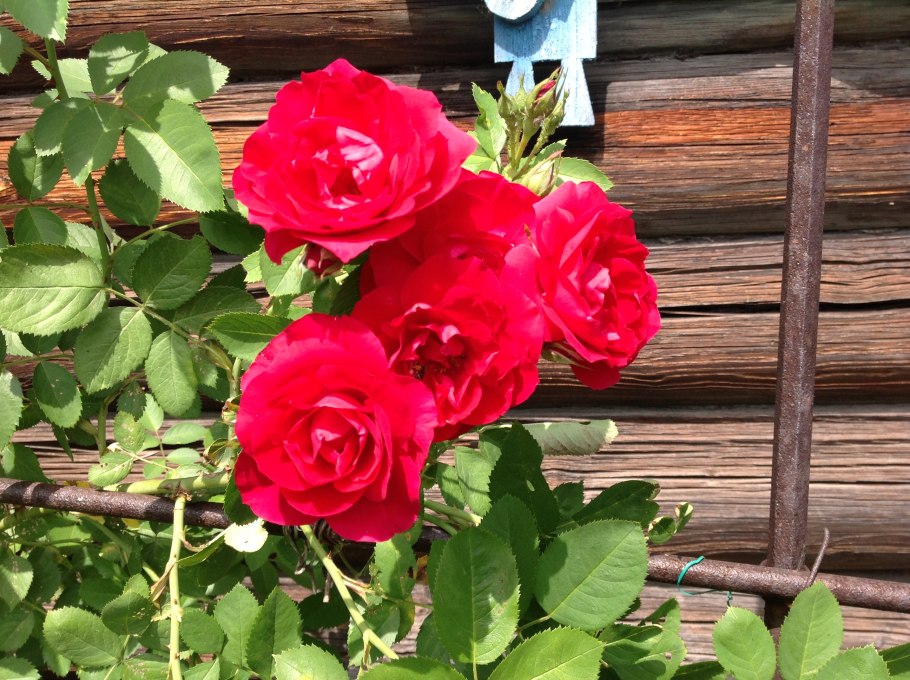 Роза плетистая Грандесса