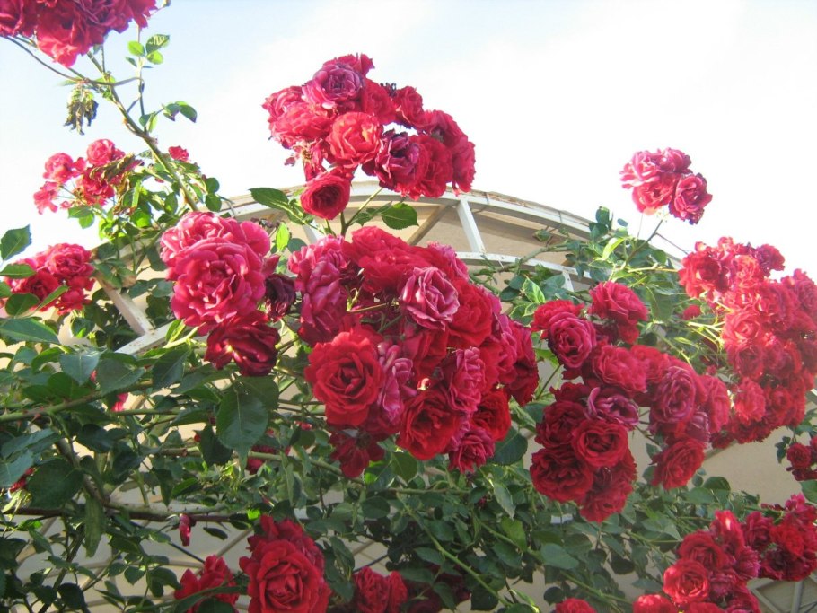 Rosa marakuja / w. Kordes & sons, Германия, 2011