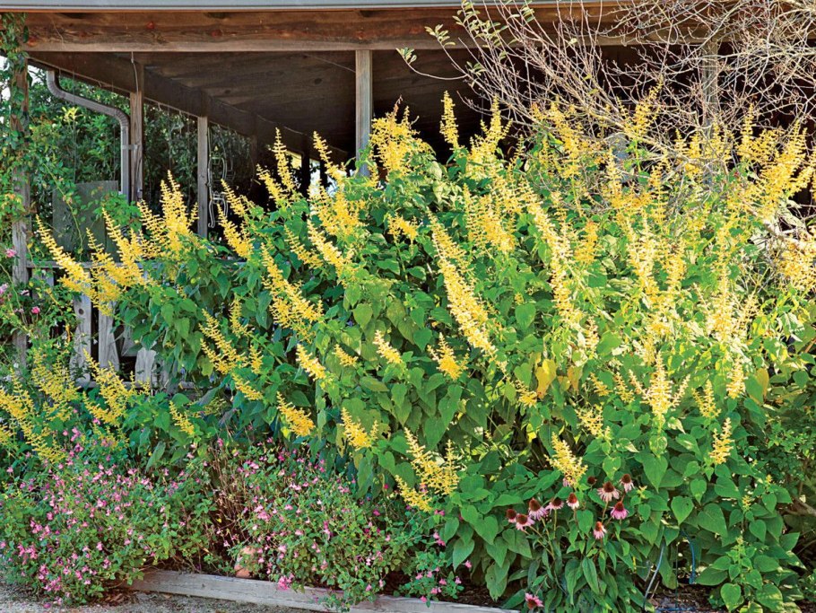 Шалфей многолетний вечнозеленый