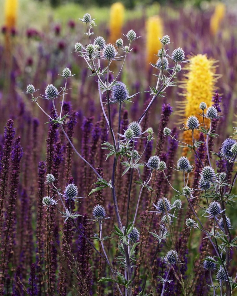 Сальвии желтые