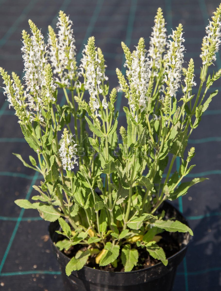 Шалфей с желтыми цветами