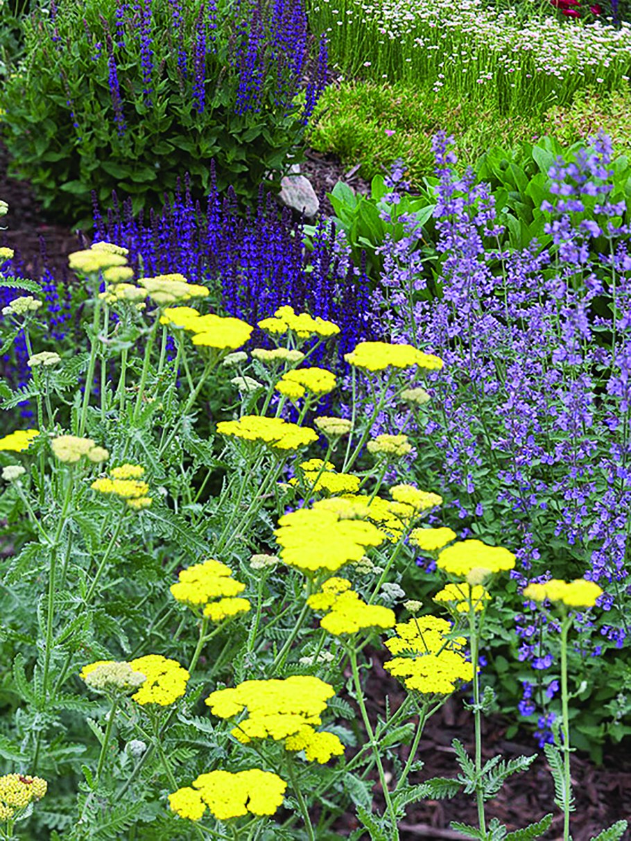 Шалфей Дубравный на клумбе