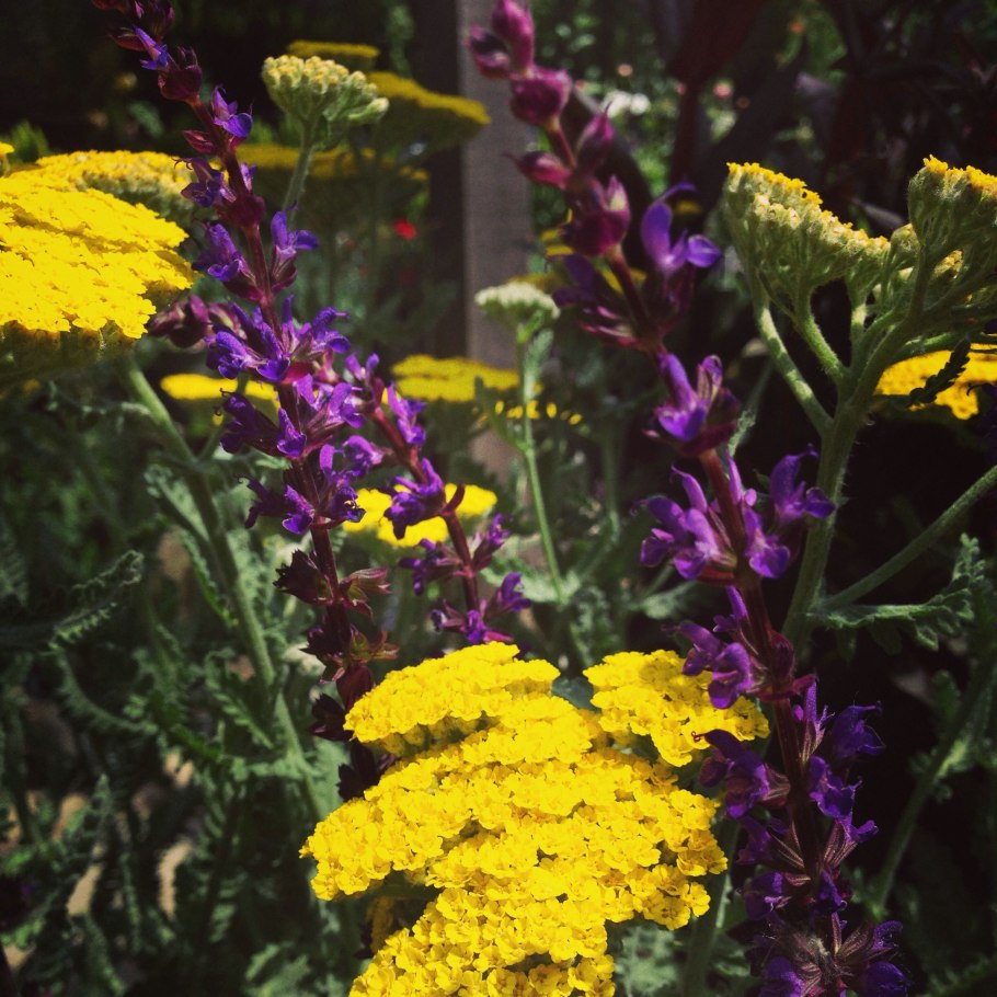 Шалфей Дубравный Шнеехюгель