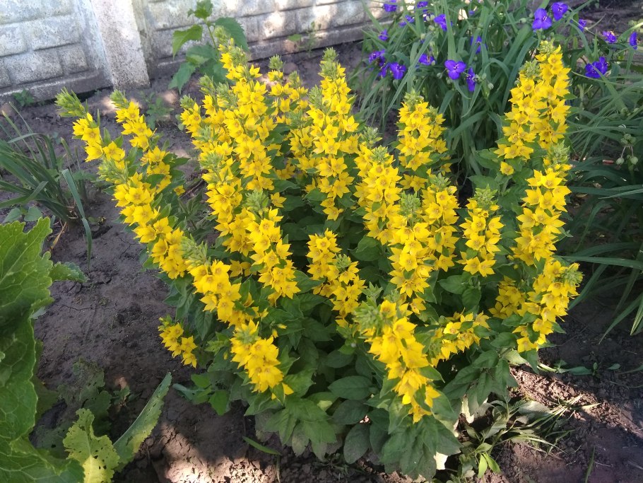 Котовник и шалфей Дубравный