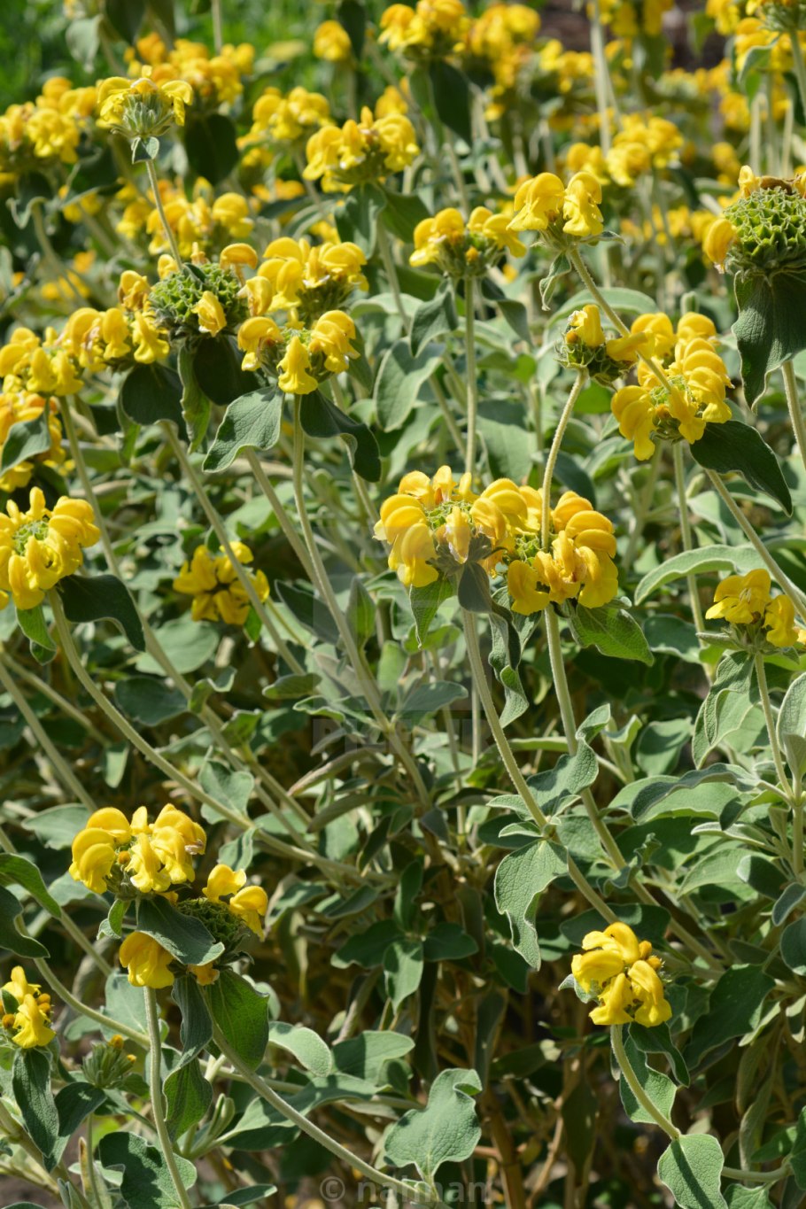 Фломис Иерусалимский шалфей Phlomis fruticosa