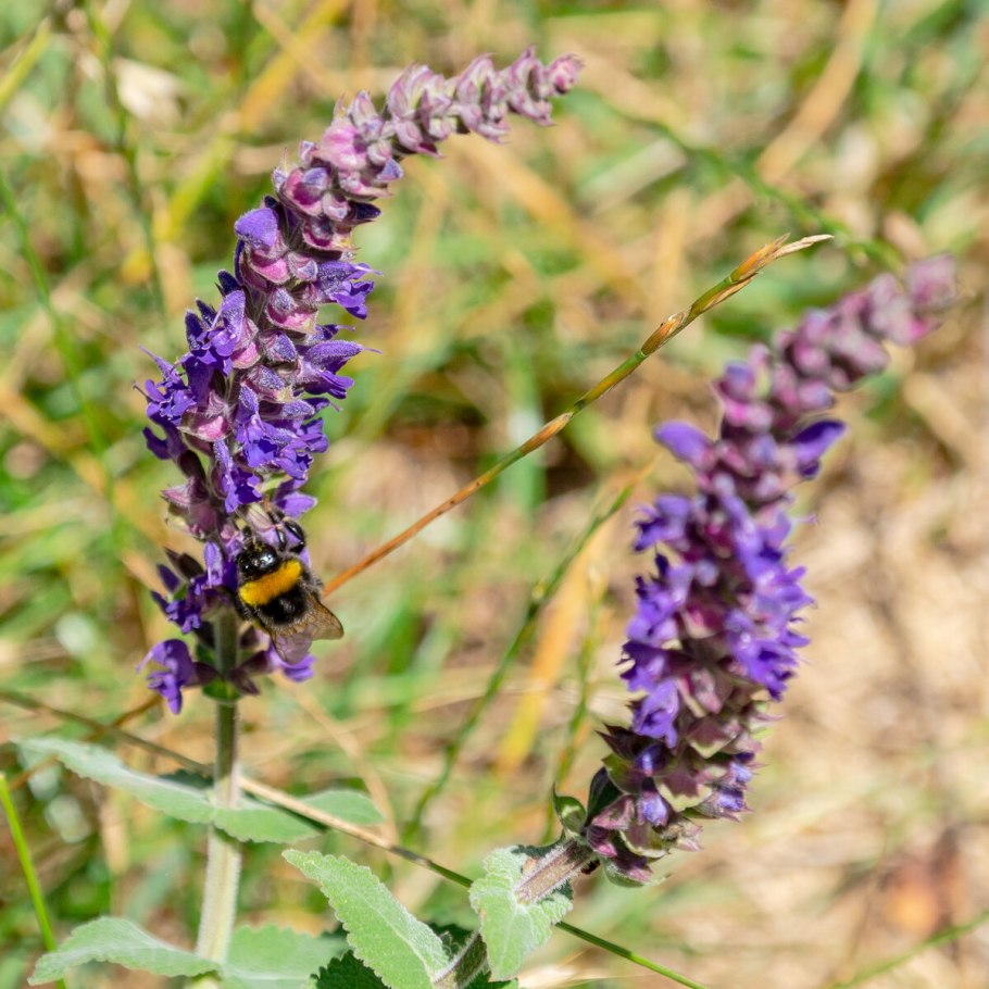 Шалфей Дубравный (Nepeta faassenii)