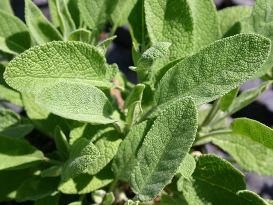 Шалфей лавандоволистный