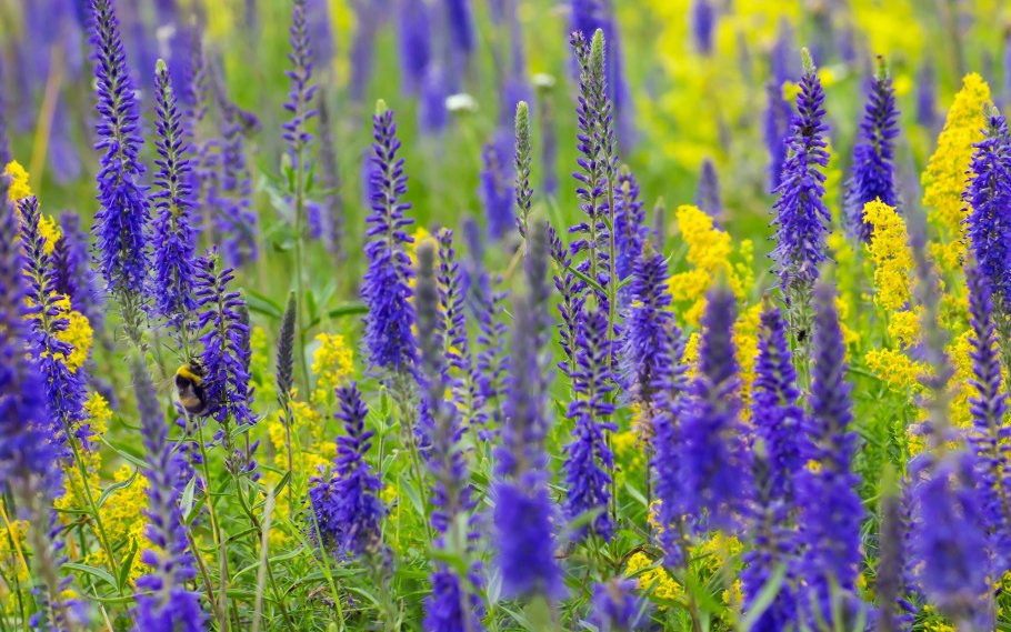 Зопник кустарниковый Phlomis fruticosa
