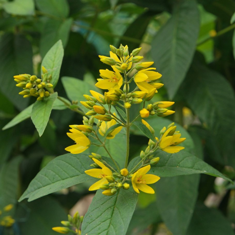 Вербейник обыкновенный