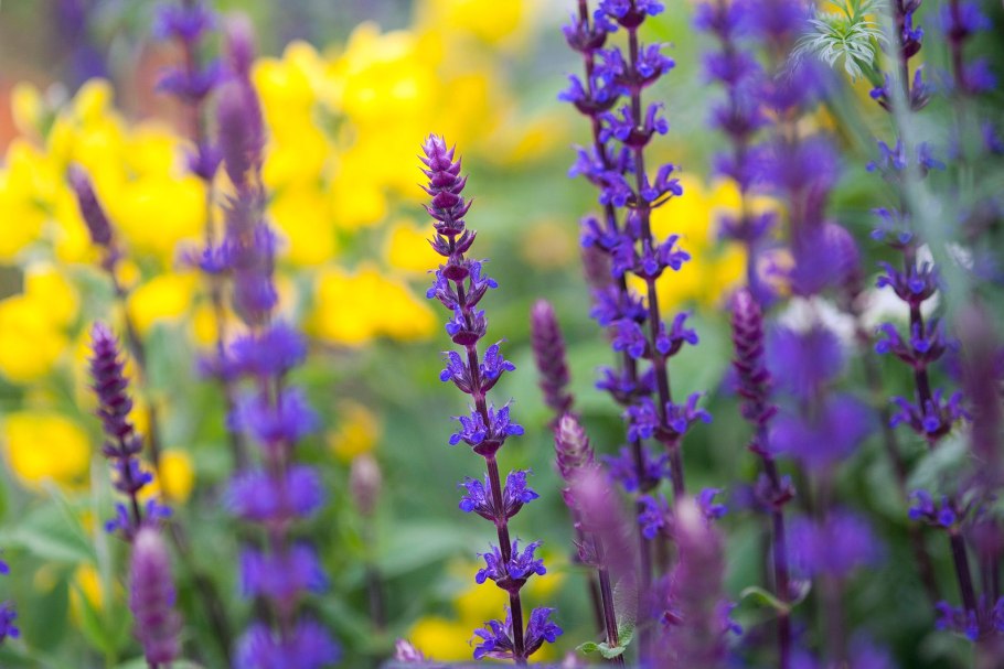 Salvia officinalis Purple Beauty