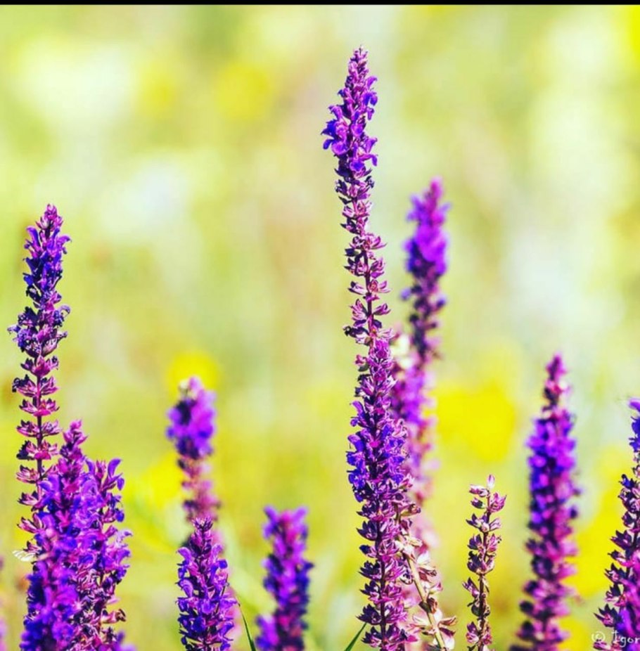 Шалфей Дубравный 'Caradonna'