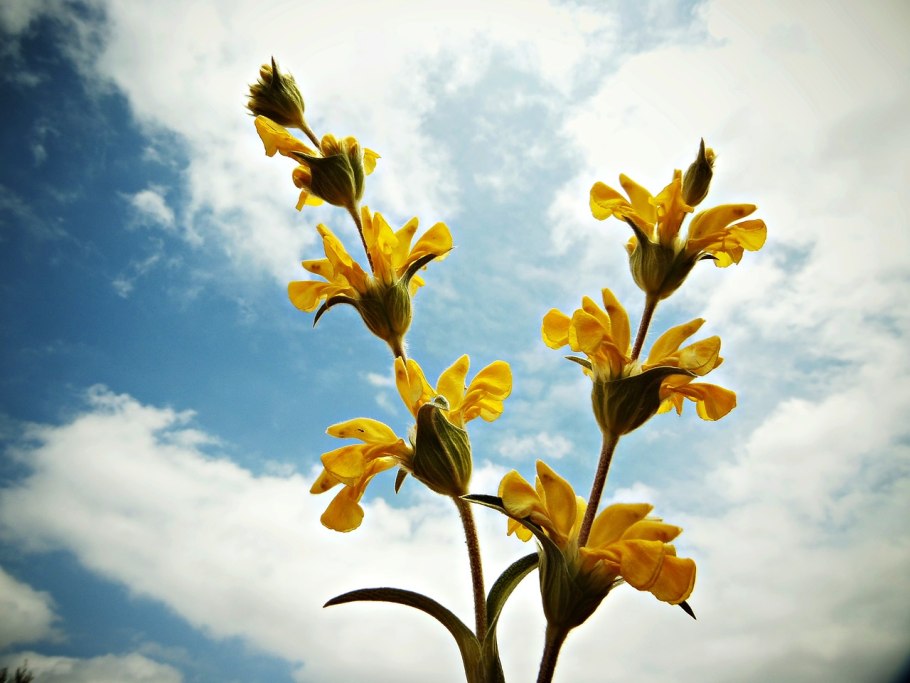 Шалфей 'nachtvlinder'