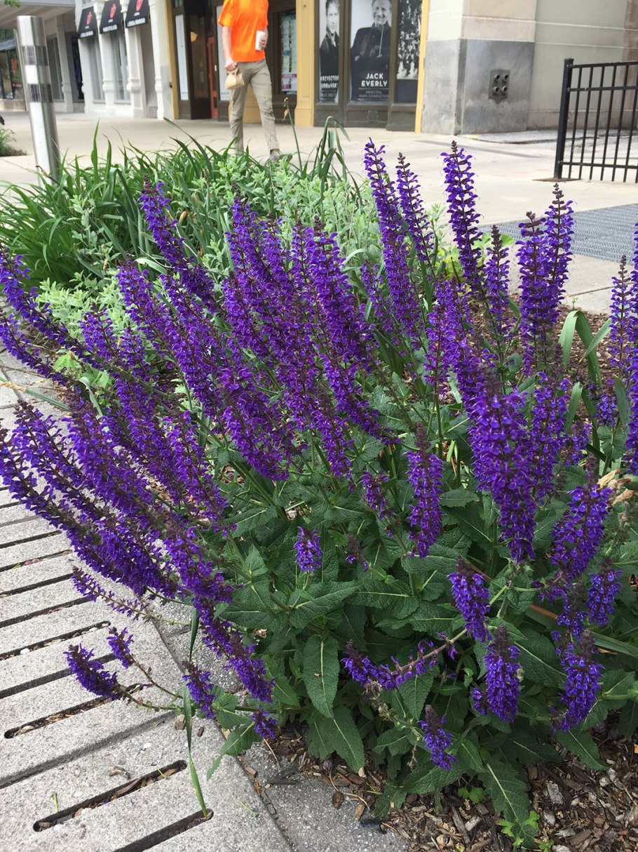 Перовския лебедолистная Блю Спайр