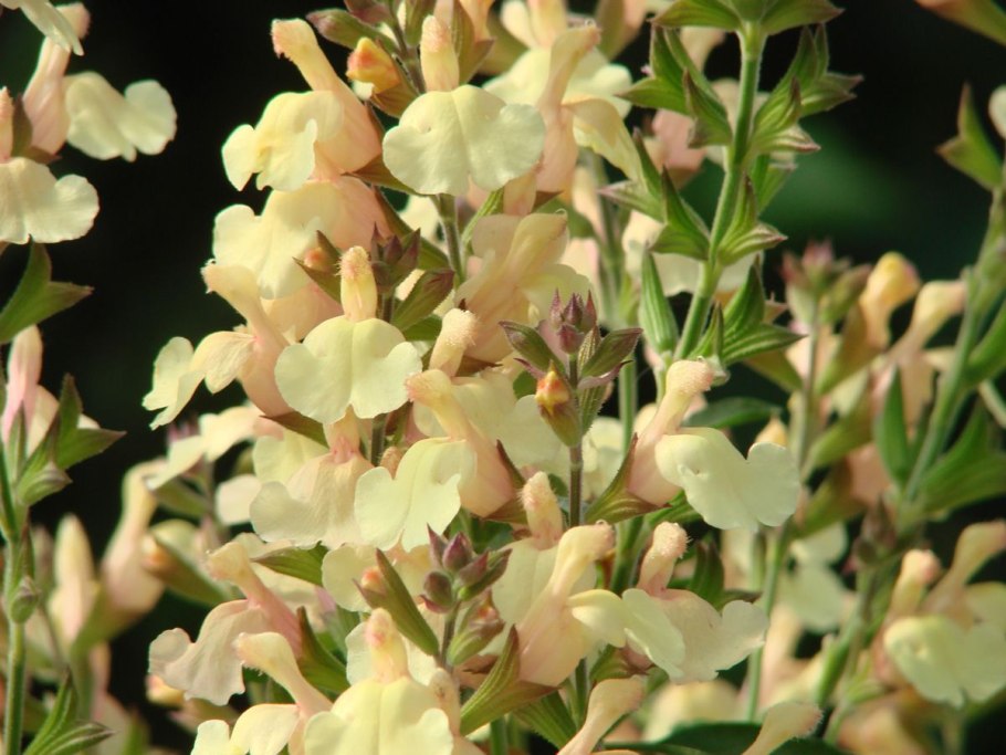 Котовник Фассена 'Kit Cat'