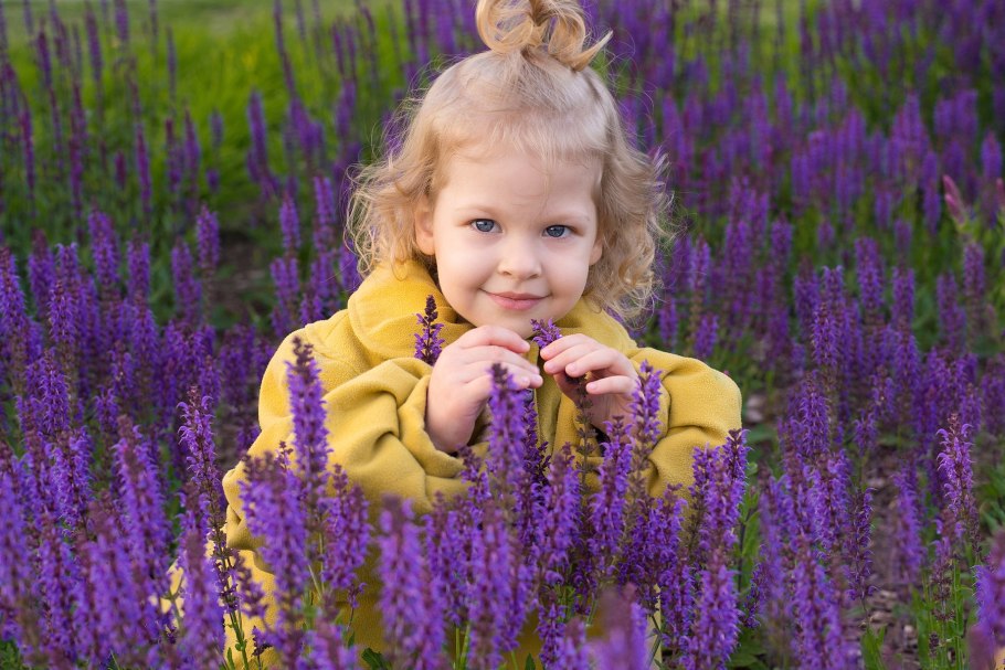 Сальвия монах